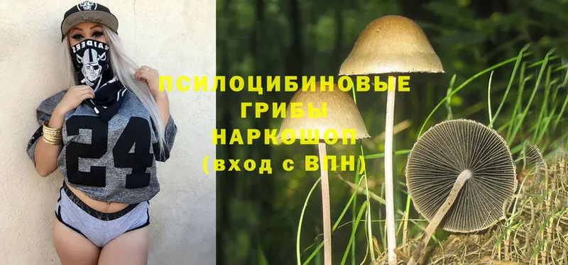 Псилоцибиновые грибы Psilocybine cubensis  Нолинск 